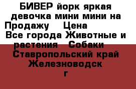 БИВЕР йорк яркая девочка мини мини на Продажу! › Цена ­ 45 000 - Все города Животные и растения » Собаки   . Ставропольский край,Железноводск г.